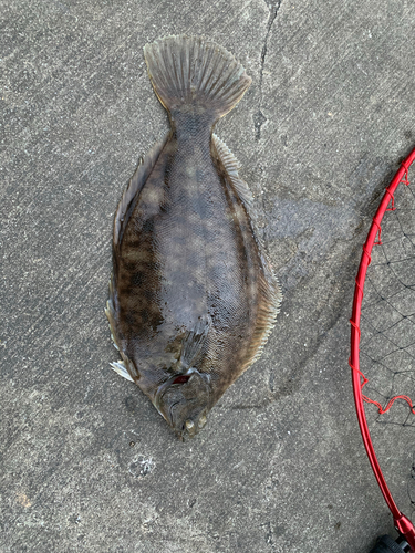 カレイの釣果