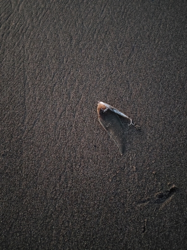 シタビラメの釣果