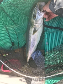 ワラサの釣果