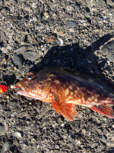 カサゴの釣果