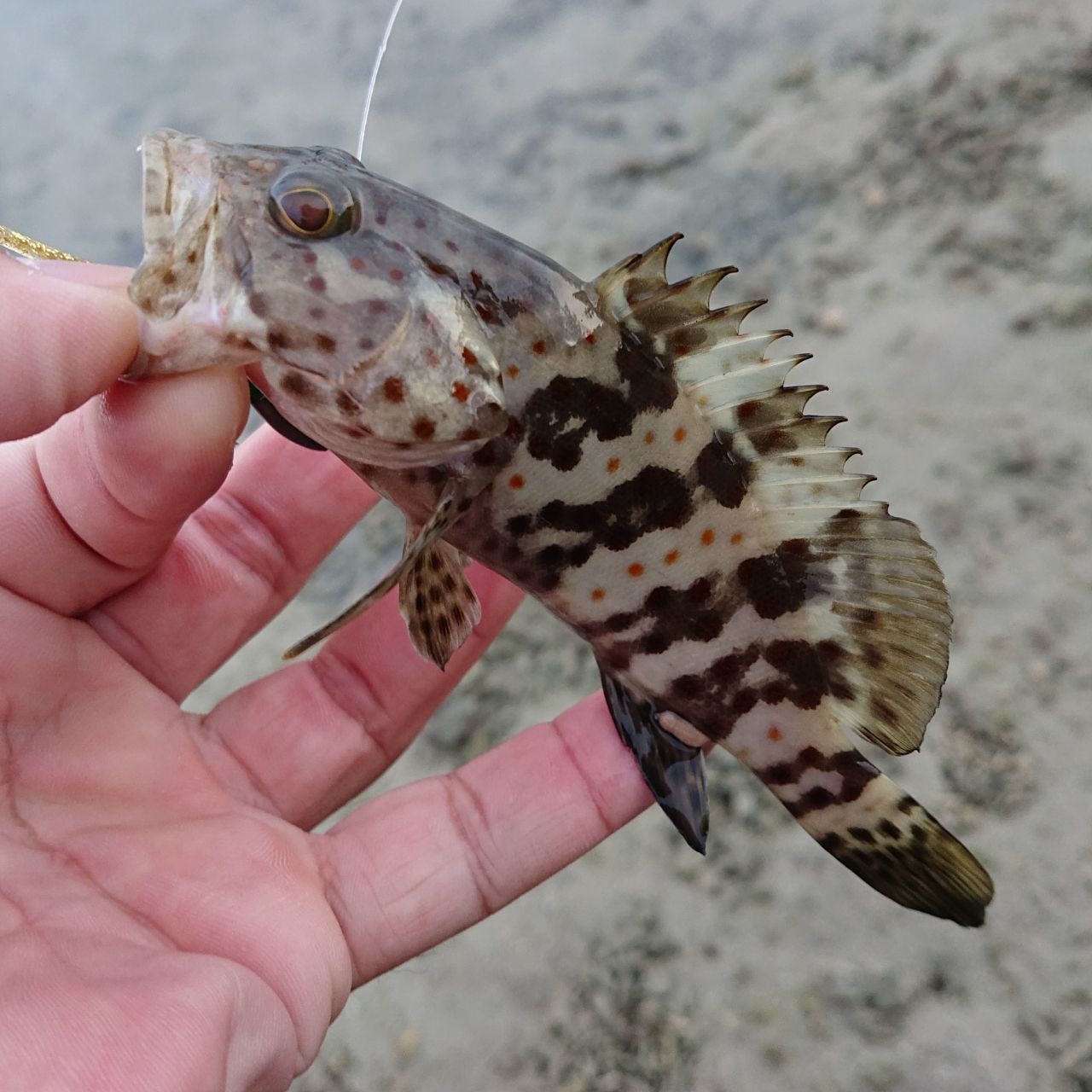 マダラハタの釣果写真