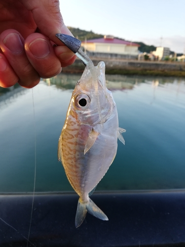 ヒイラギの釣果