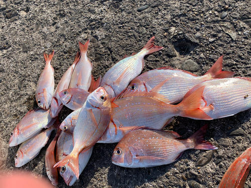 ハナダイの釣果