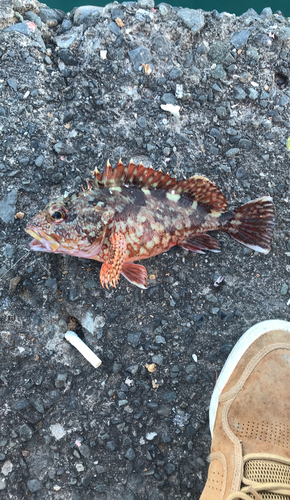 カサゴの釣果