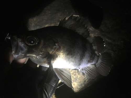 シロメバルの釣果