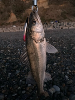 マダカ（マルスズキ）の釣果