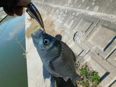 フナの釣果