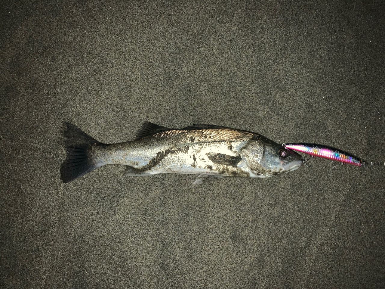 セイゴ（マルスズキ）