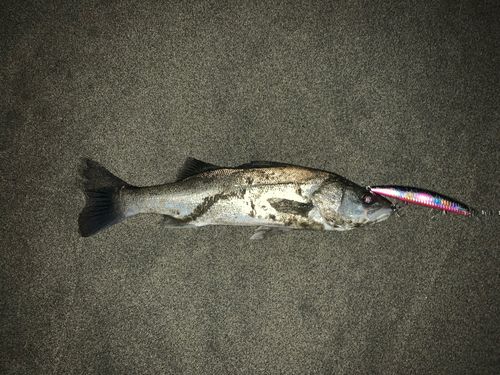 セイゴ（マルスズキ）の釣果