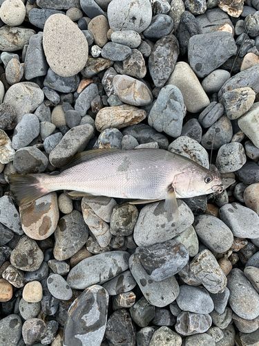 ニベの釣果
