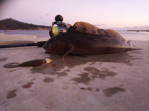 アイナメの釣果