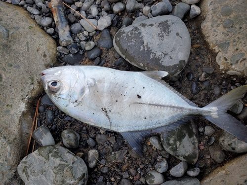 メッキの釣果