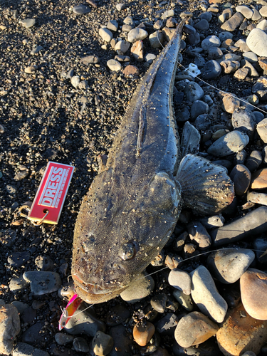 マゴチの釣果