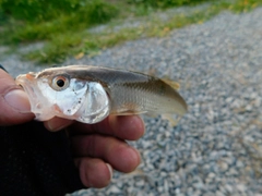 ハスの釣果