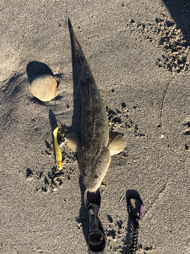 マゴチの釣果