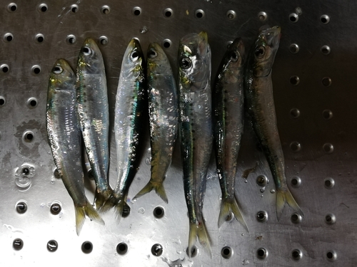 イワシの釣果