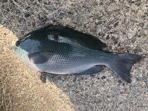 グレの釣果