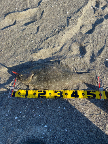 ヒラメの釣果