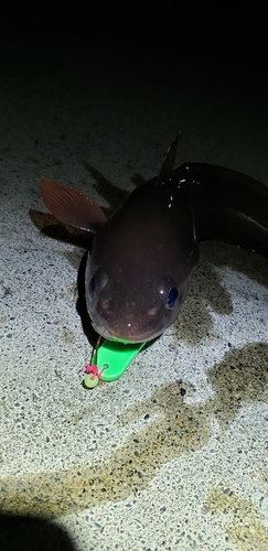 ドンコの釣果