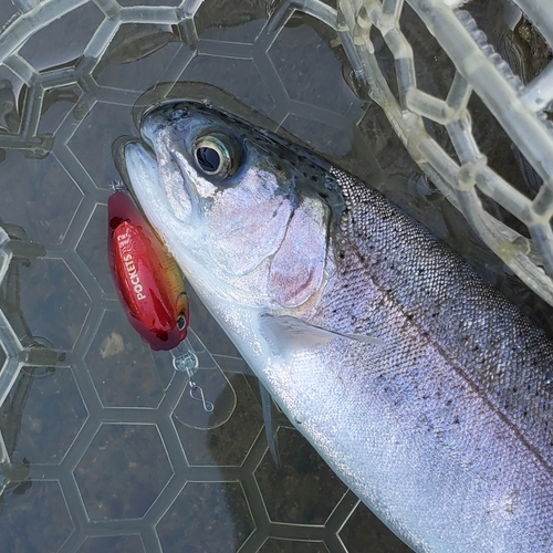 ニジマスの釣果