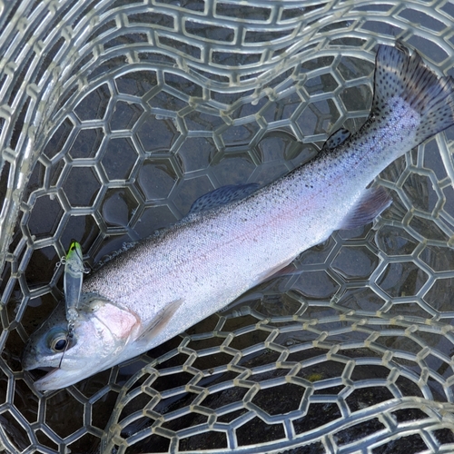 ニジマスの釣果