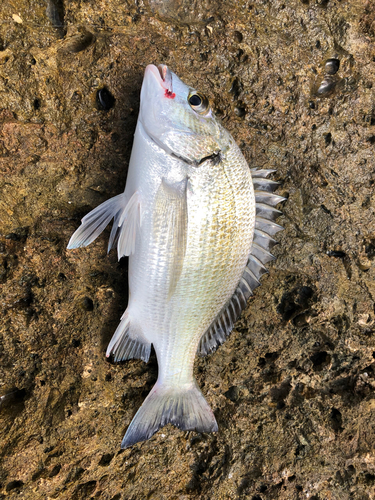 オキナワキチヌの釣果