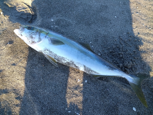 イナダの釣果