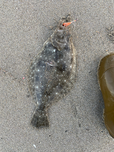 ソゲの釣果