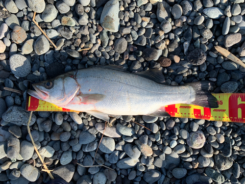 ヒラスズキの釣果