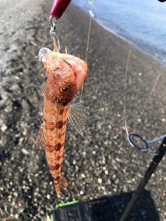 エソの釣果