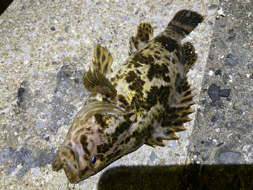 タケノコメバルの釣果