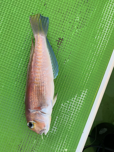 アマダイの釣果