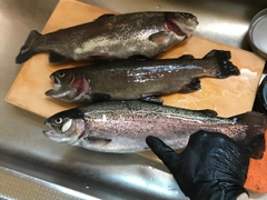 トラウトの釣果