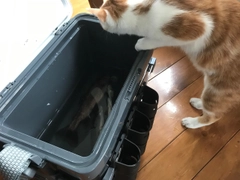 トラウトの釣果