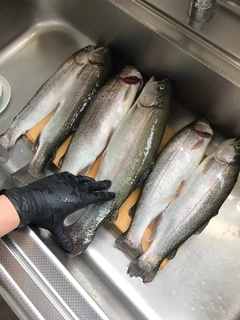 トラウトの釣果