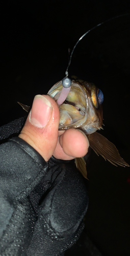 アカメバルの釣果