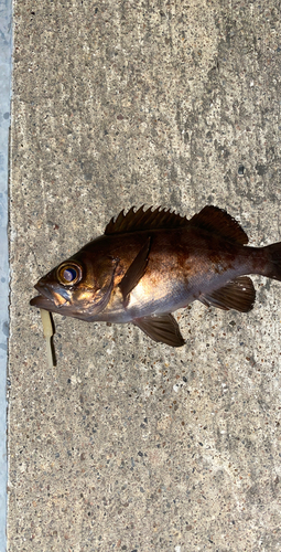 メバルの釣果