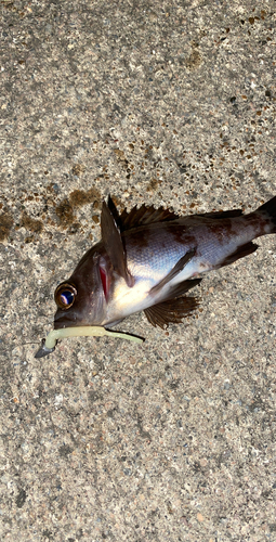 メバルの釣果