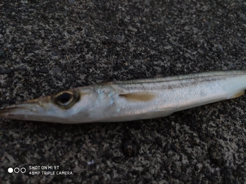 アカカマスの釣果