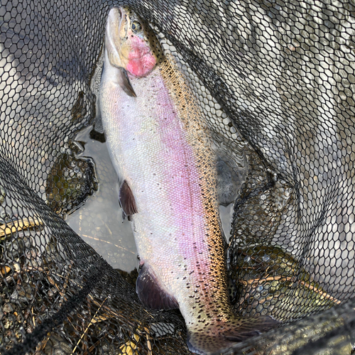 ニジマスの釣果