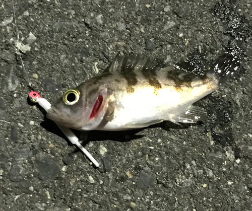 クロメバルの釣果