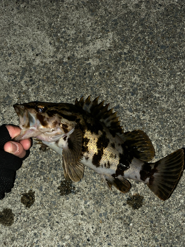 タケノコメバルの釣果