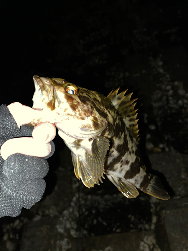 タケノコメバルの釣果