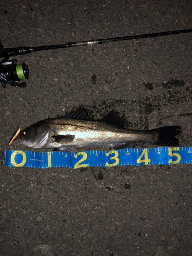 シーバスの釣果