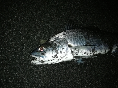 イシモチの釣果