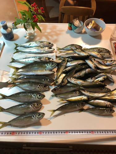 アジの釣果