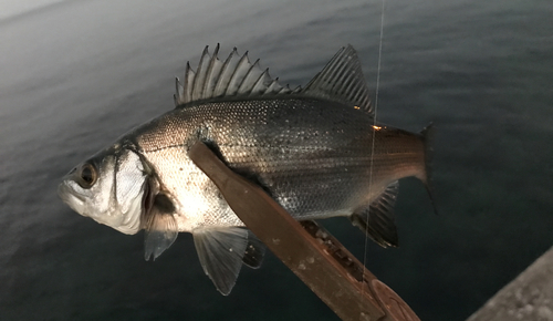 スズキの釣果