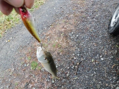 ハスの釣果