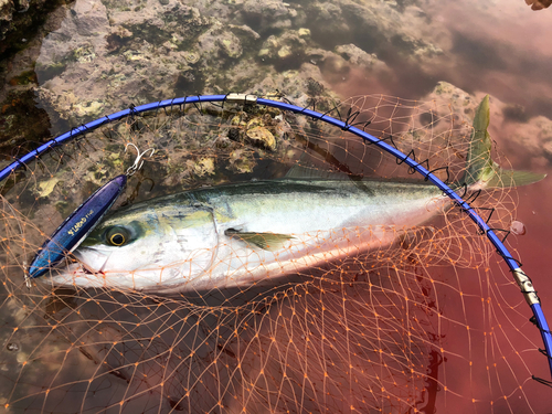 メジロの釣果