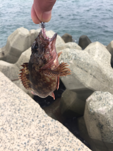 カサゴの釣果